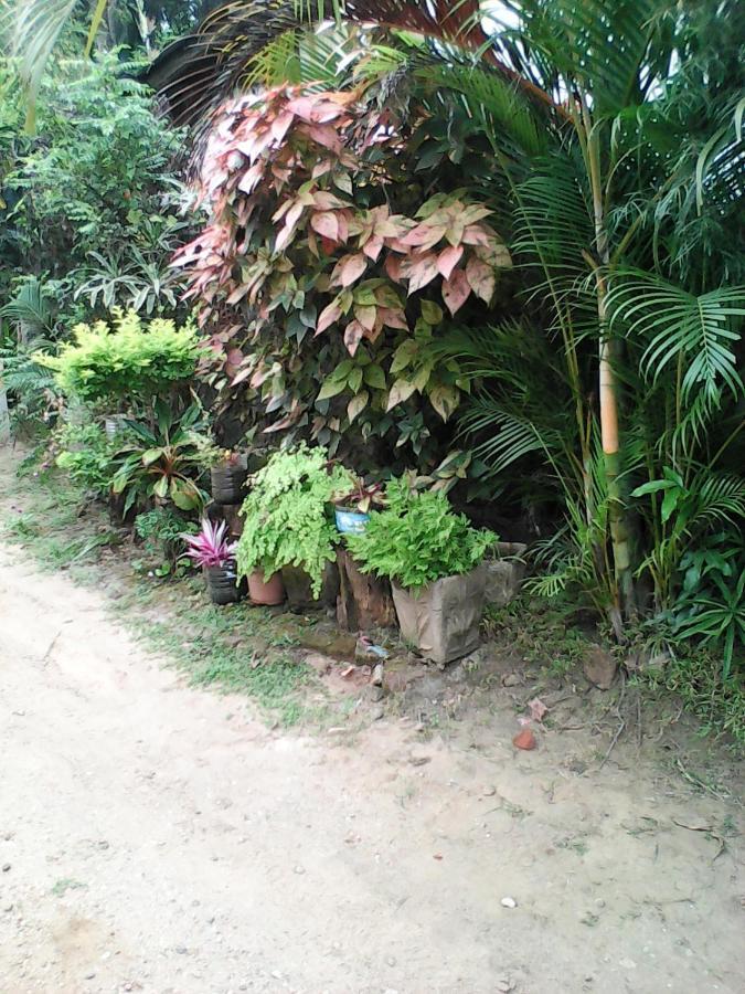 Lotus Inn Tourist Resort Dambulla Exterior photo
